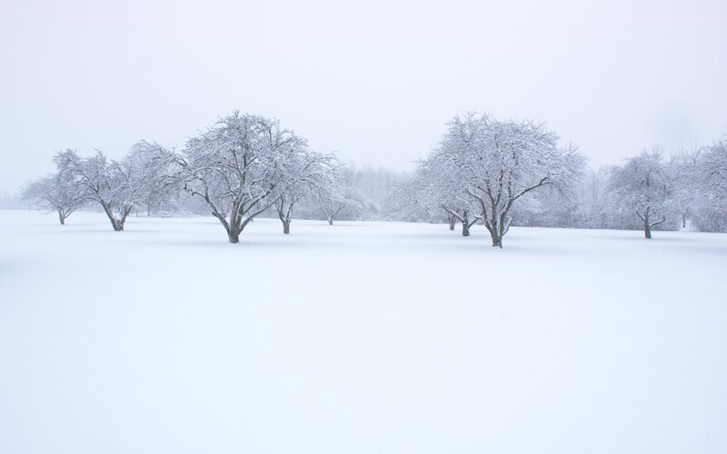 Snow-covered trees in winter