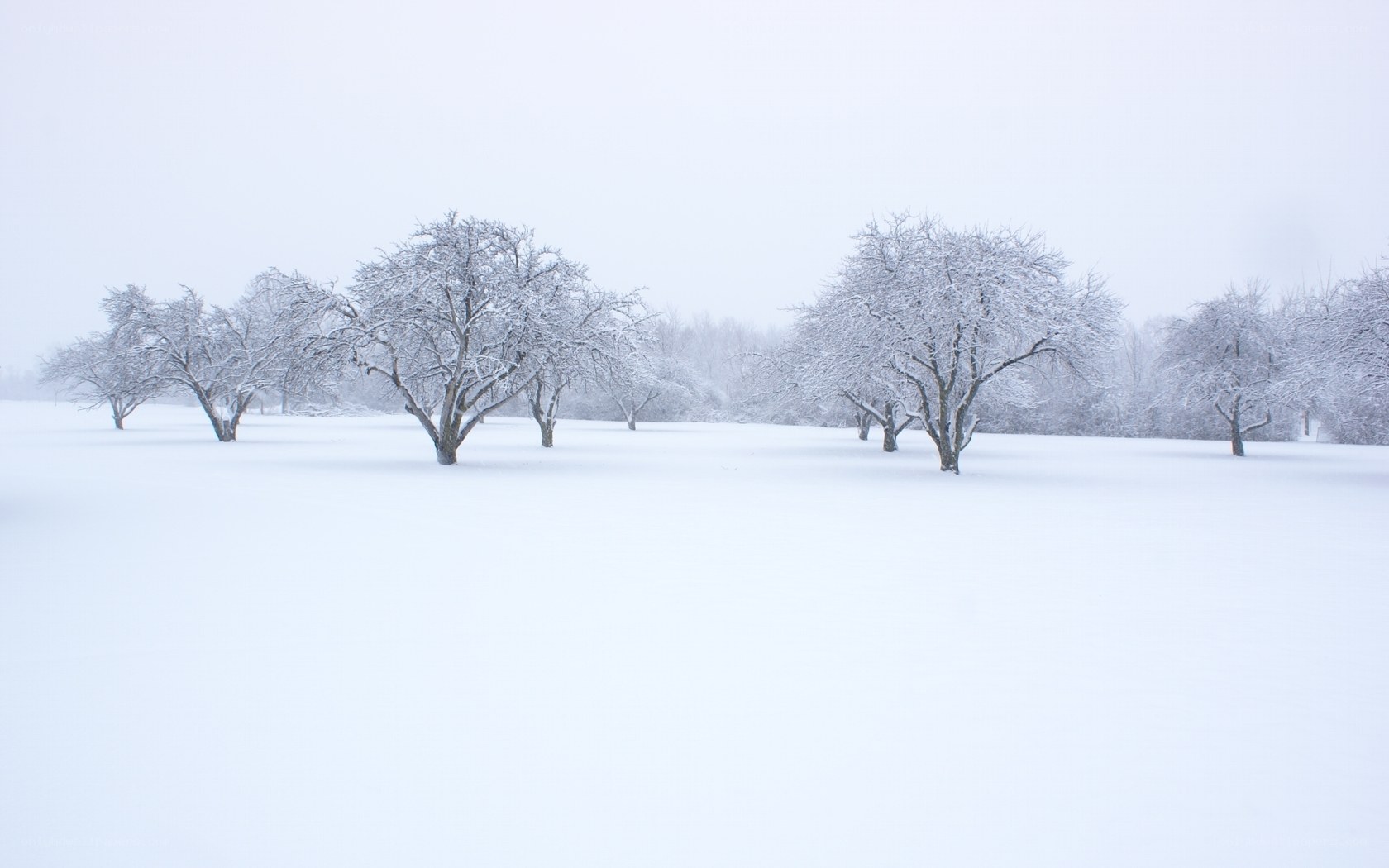 Snow-covered trees in winter