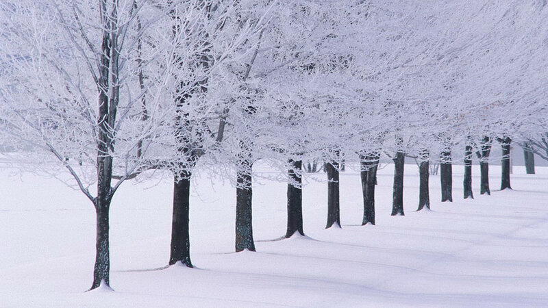 Snow-covered trees in winter