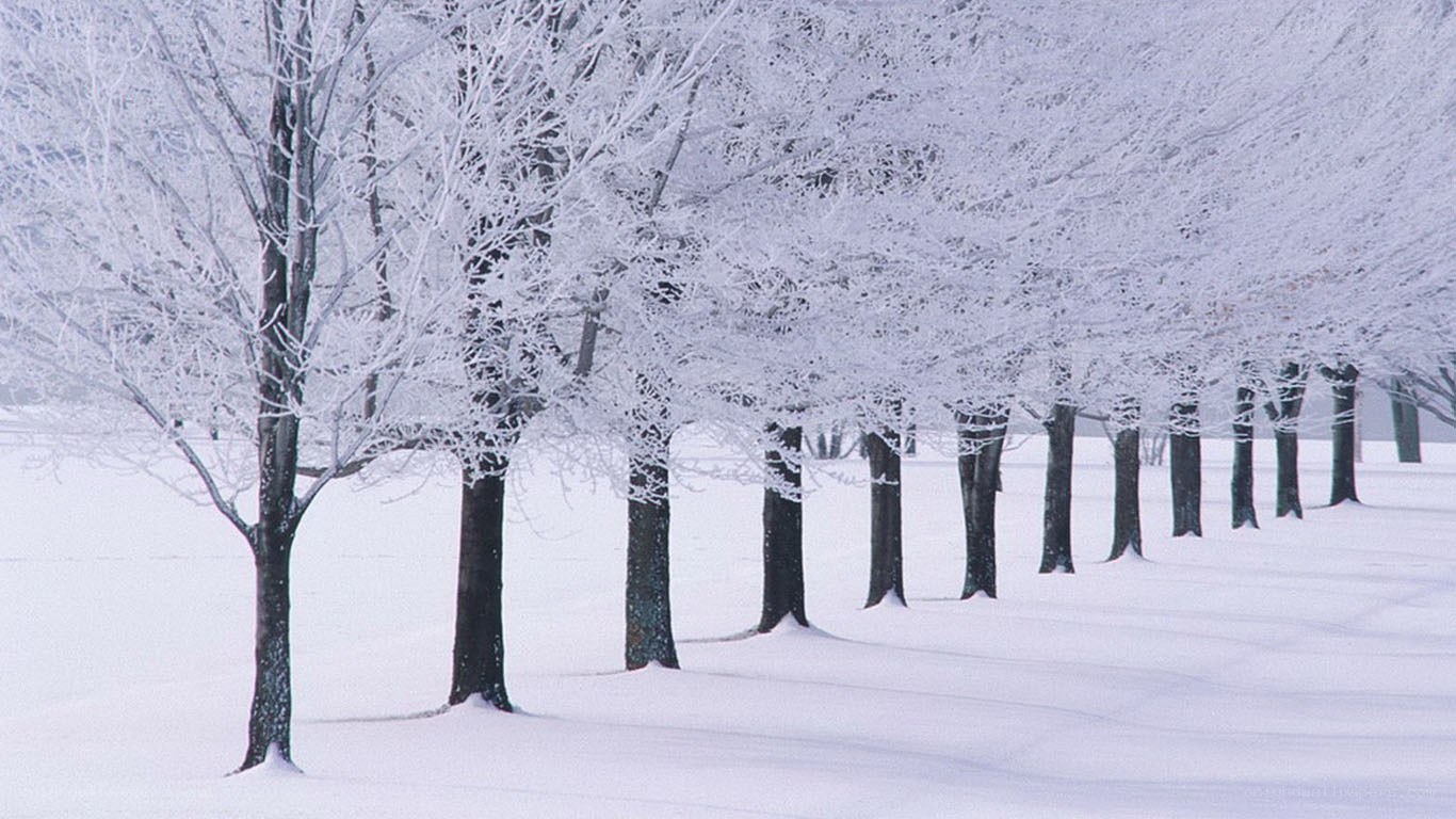 Snow-covered trees in winter