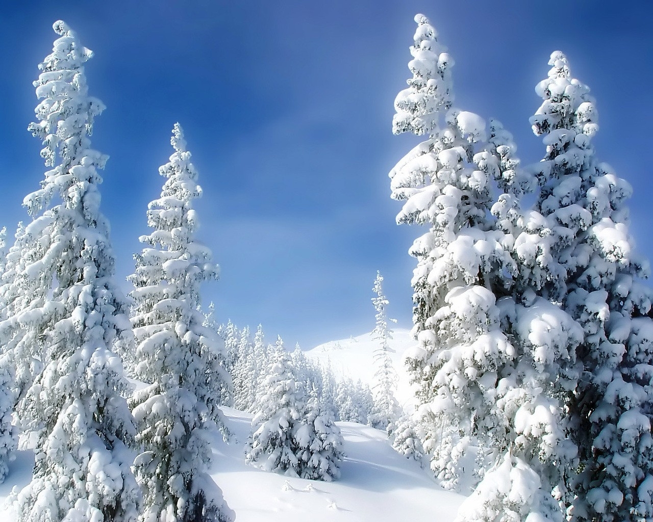 Snow-covered trees in winter