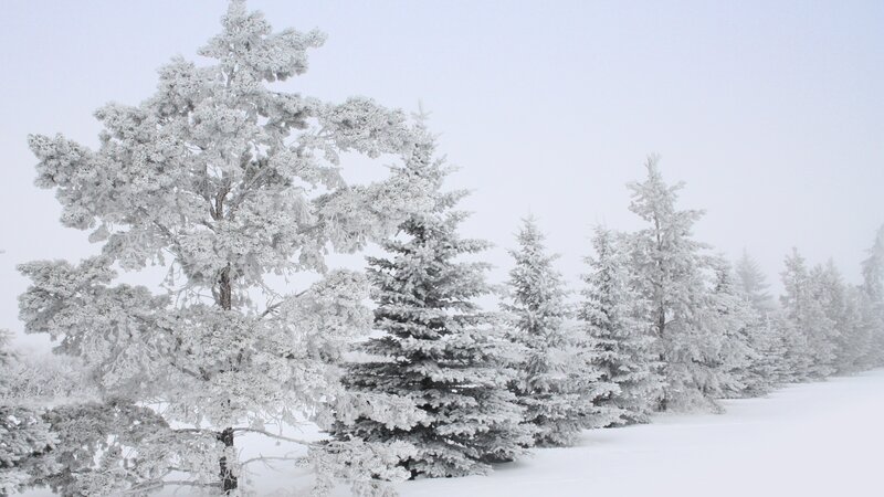 Snow-covered trees in winter