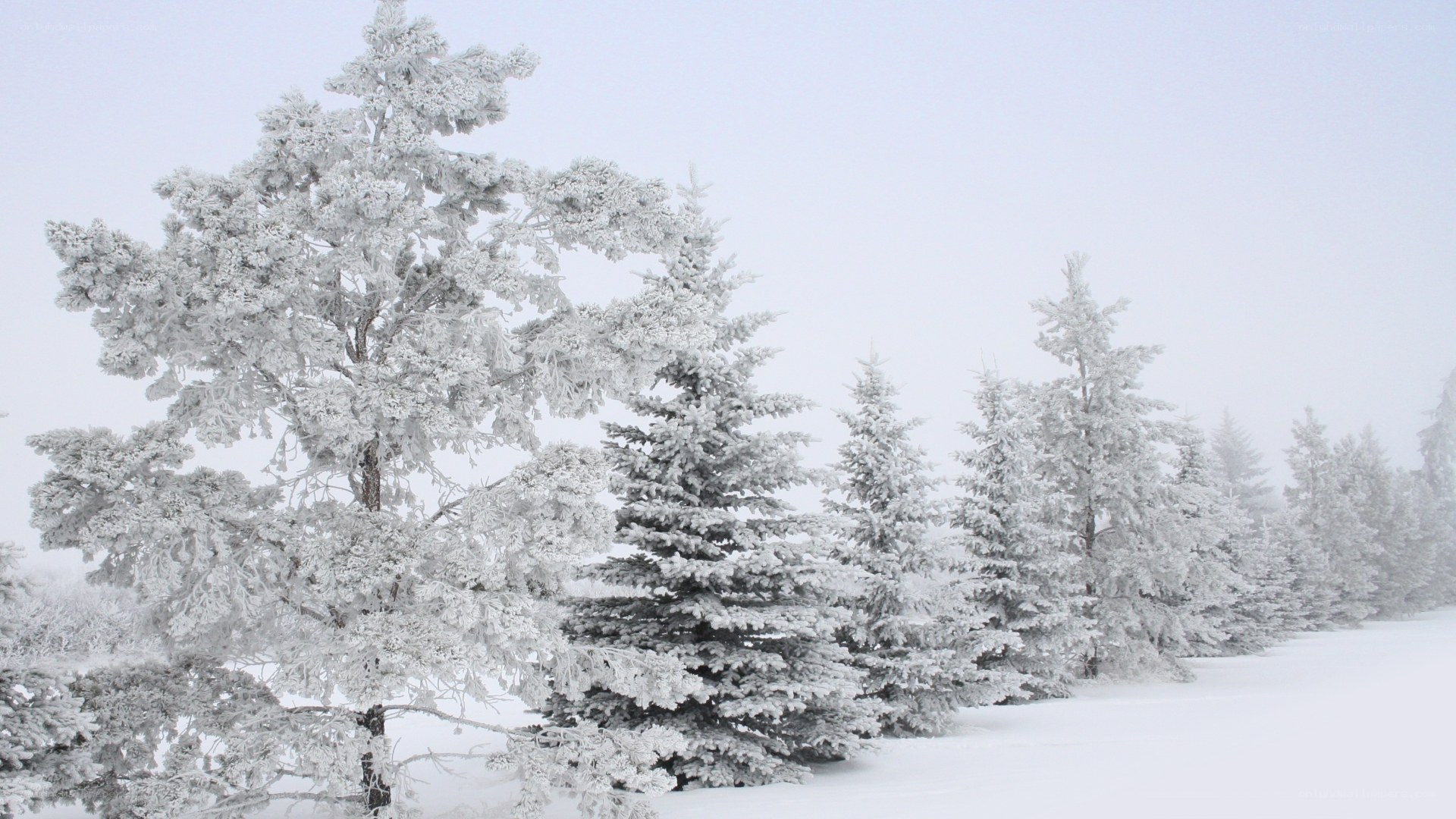 Snow-covered trees in winter