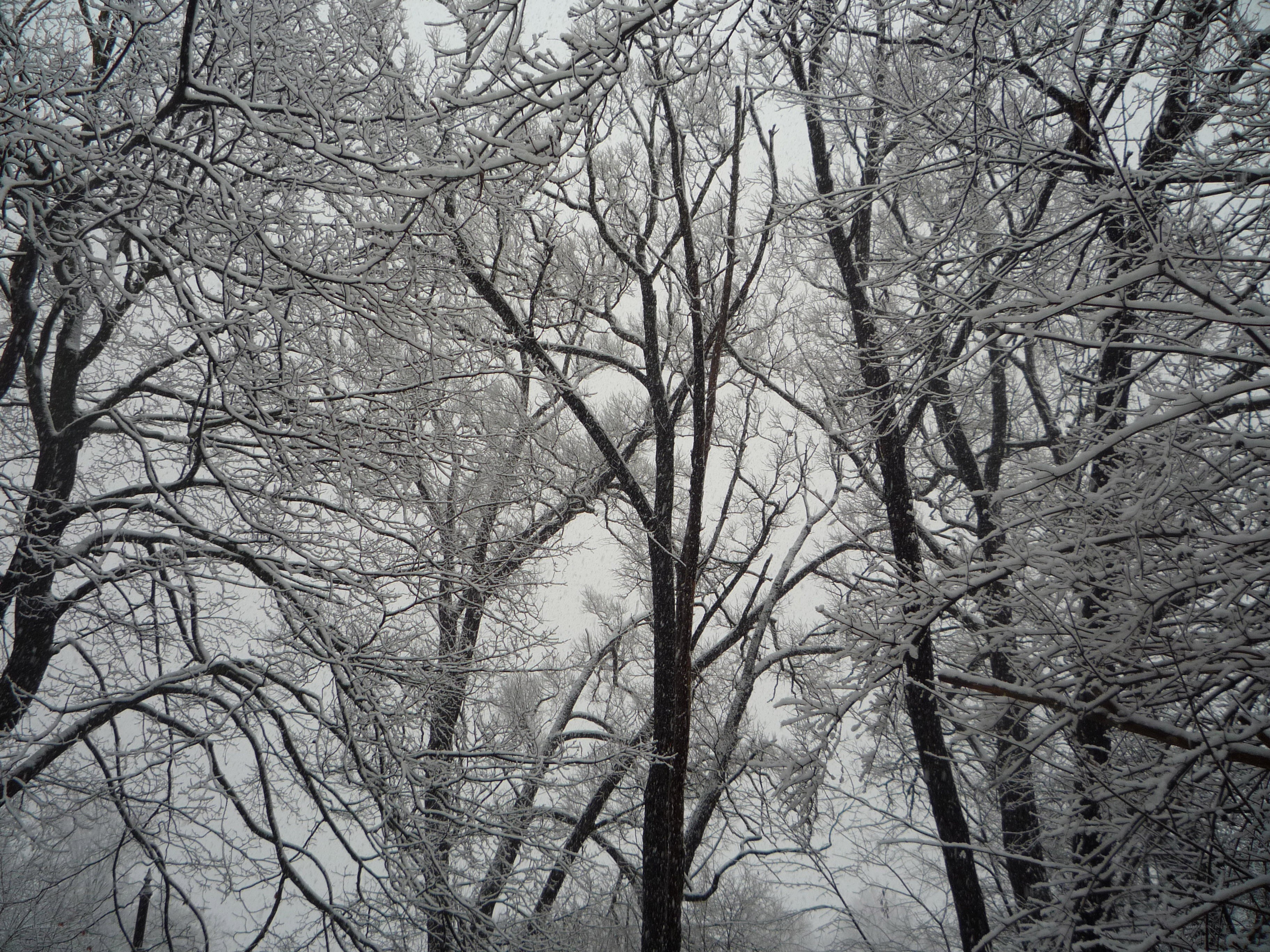 Snow-covered trees in winter