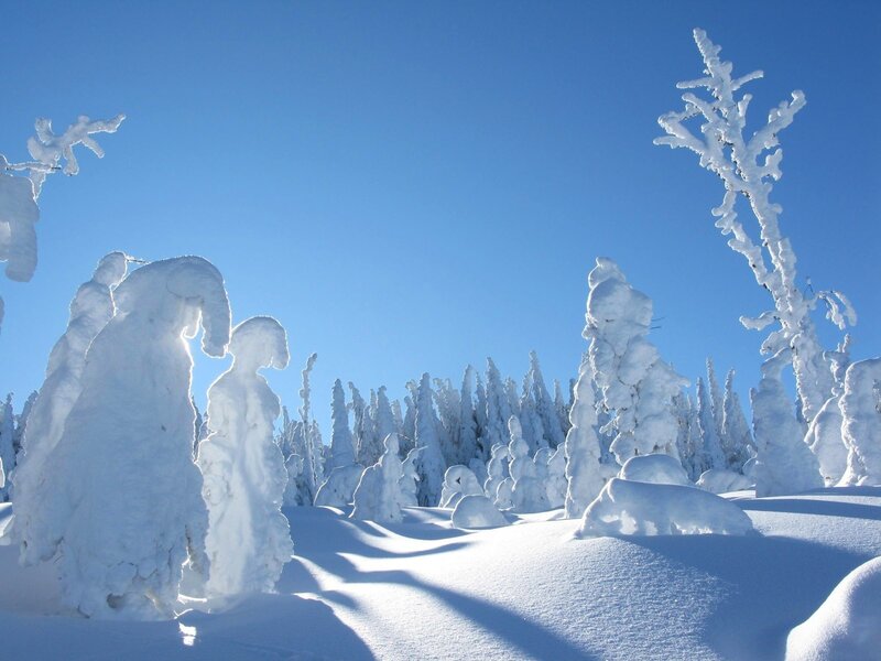Snow-covered trees in winter