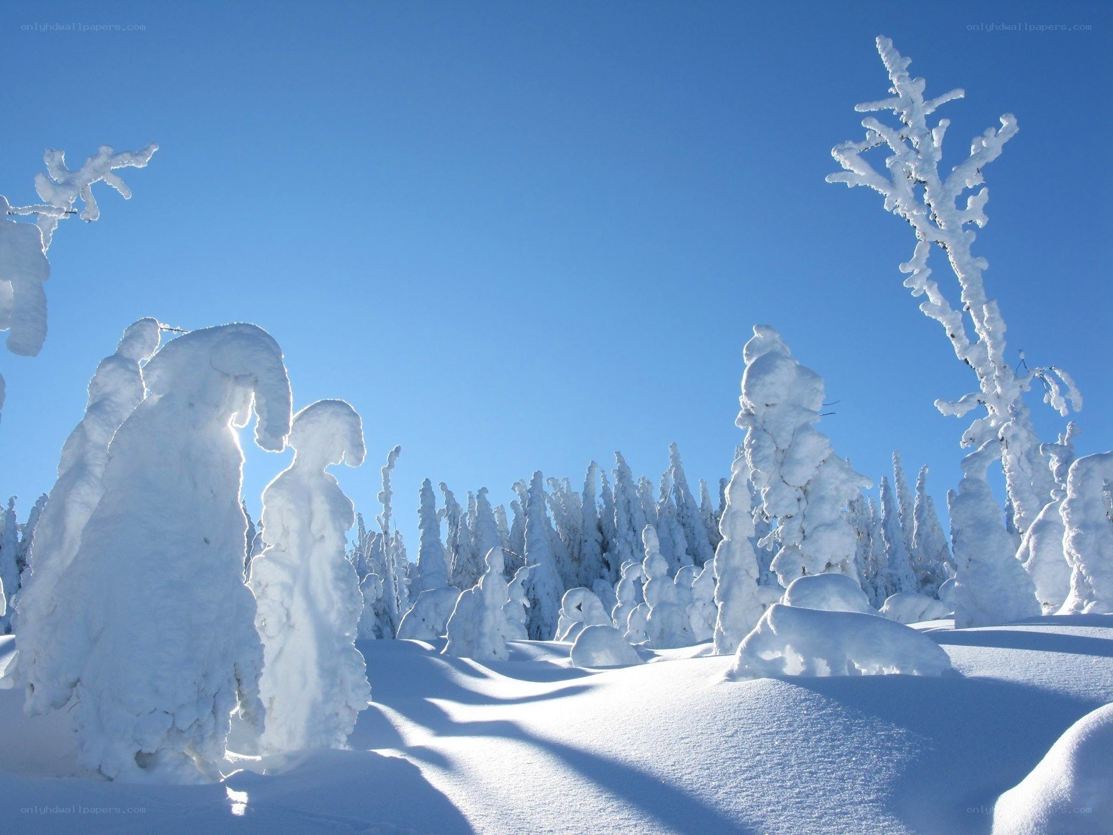 Snow-covered trees in winter