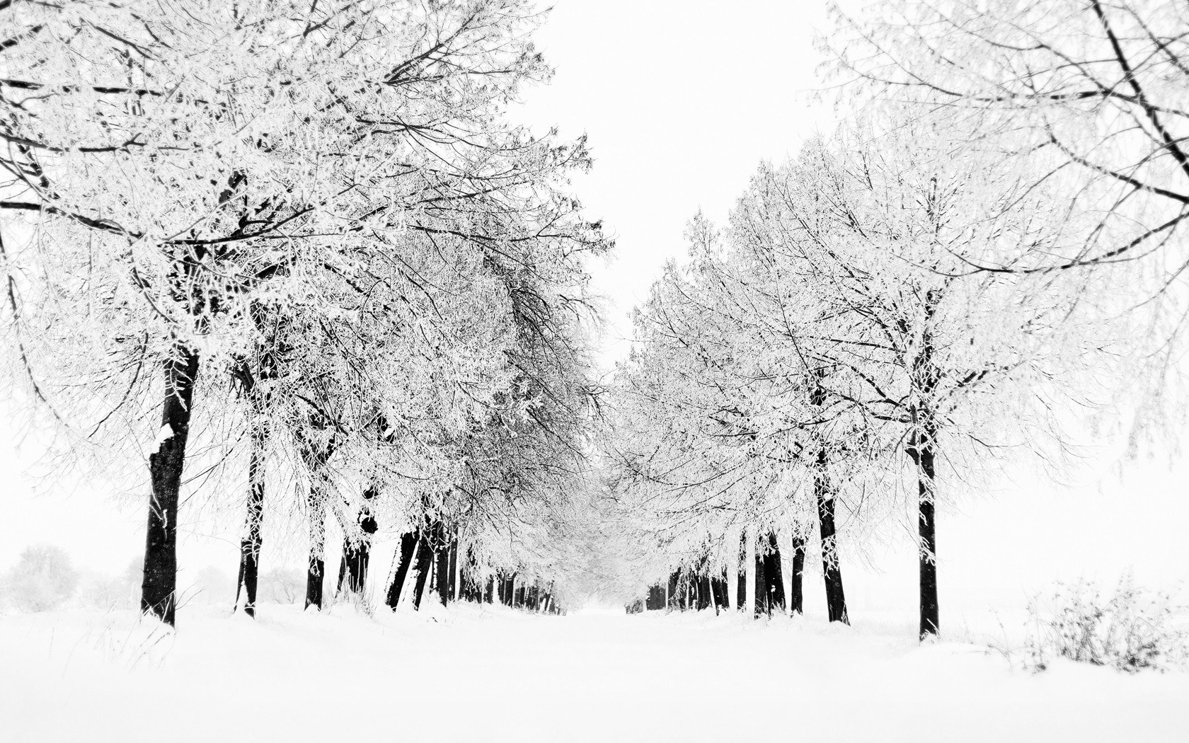 Snow-covered trees in winter