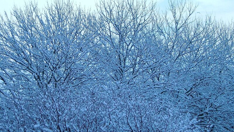 snow-covered trees in winter