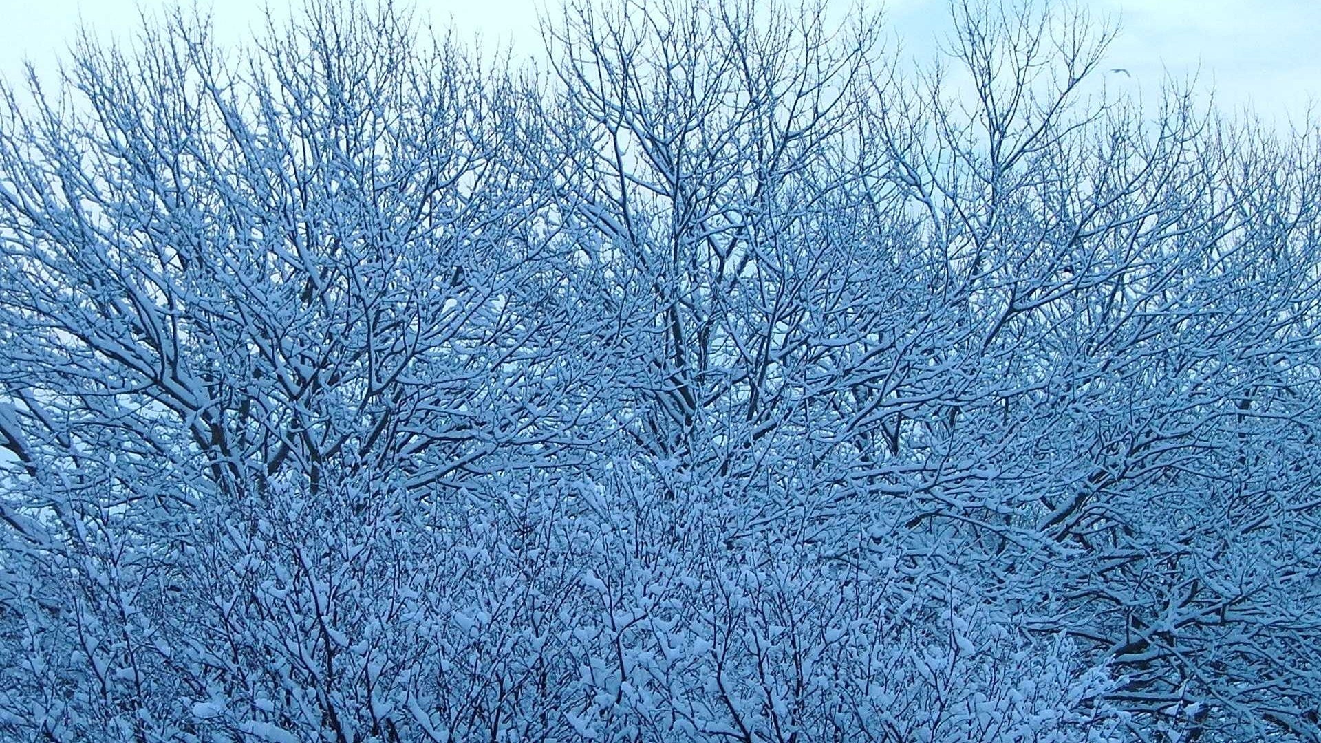 snow-covered trees in winter