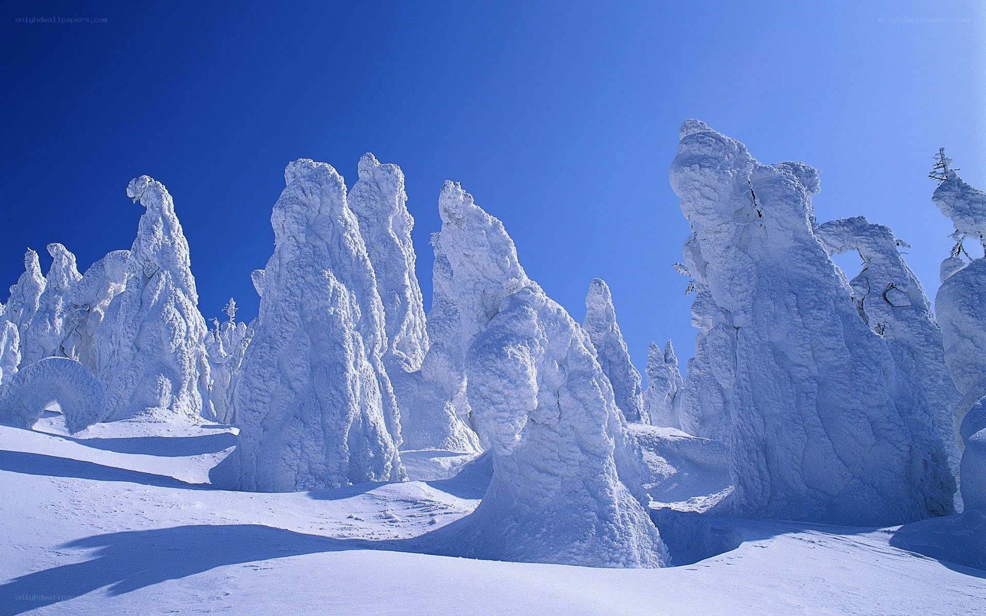 Snow-covered trees in winter