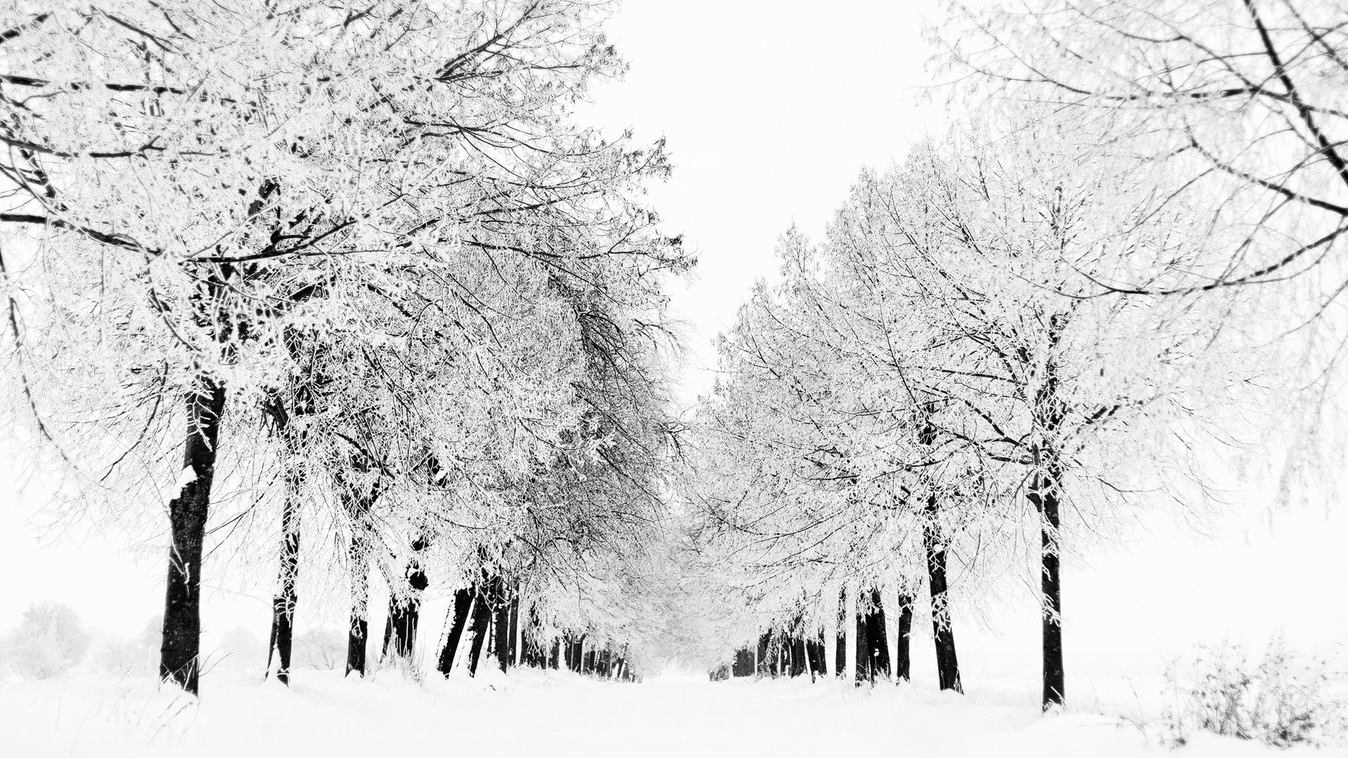 Snow-covered trees in winter
