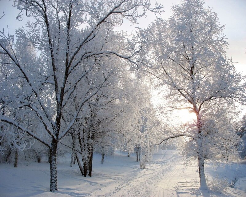 Snow-covered trees in winter