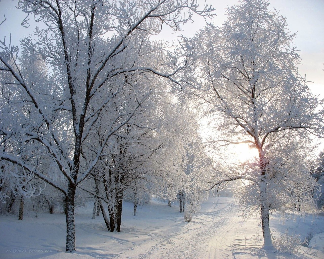 Snow-covered trees in winter
