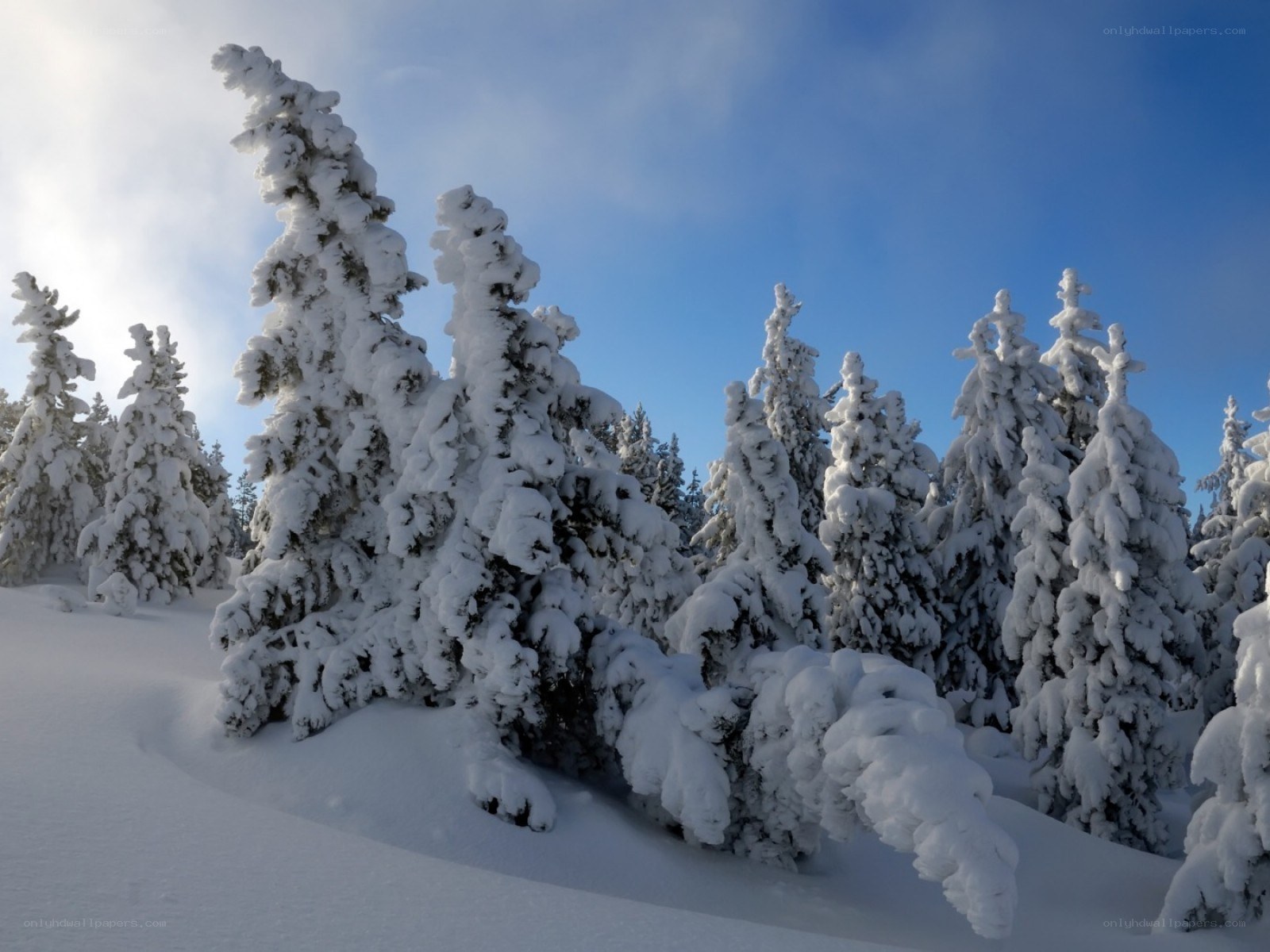 Snow-covered trees in winter
