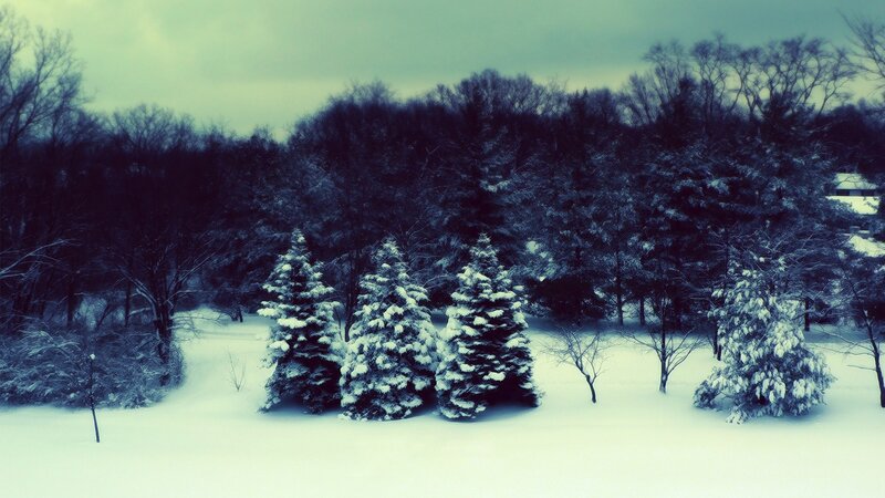 snow-covered trees in winter