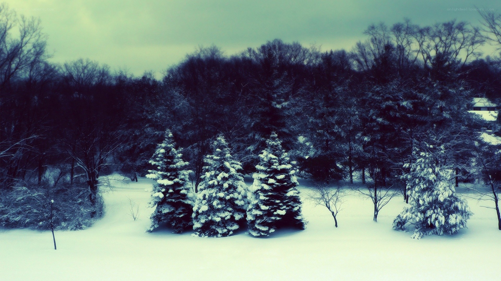 snow-covered trees in winter