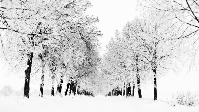 Snow-covered trees in winter