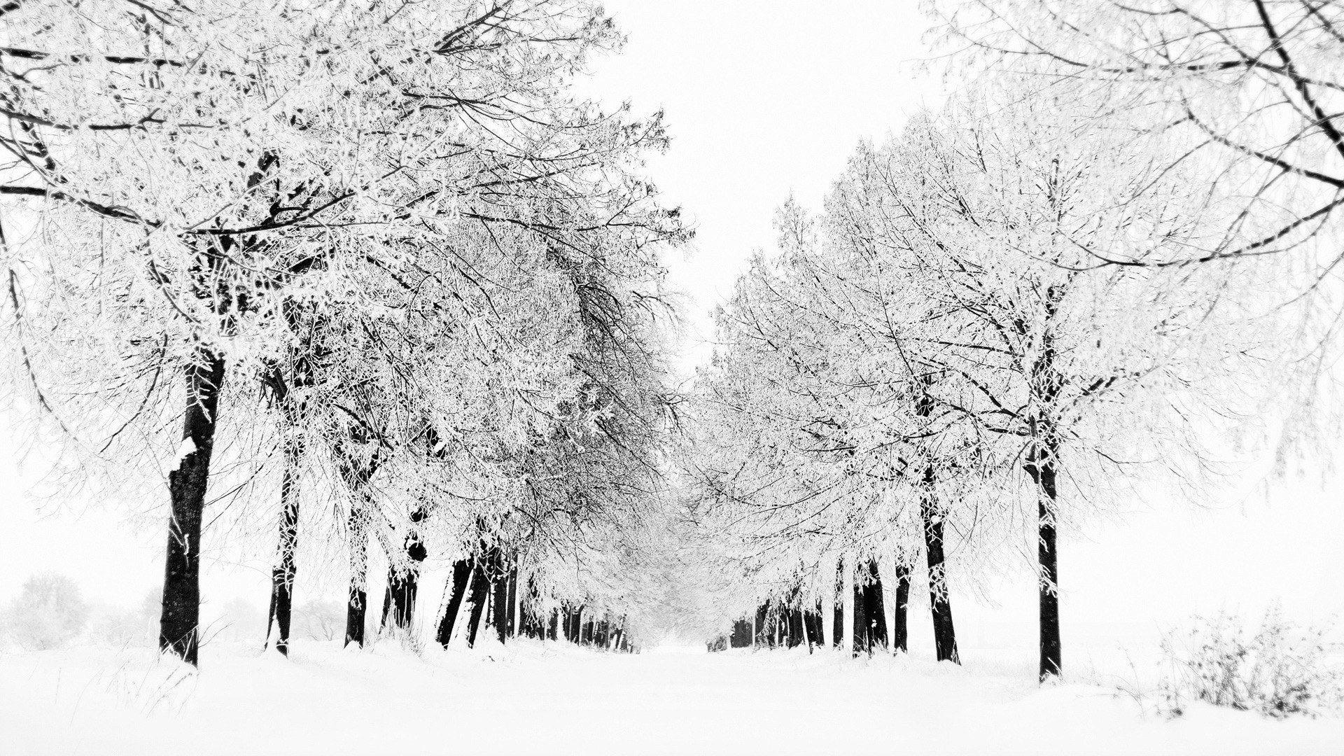 Snow-covered trees in winter