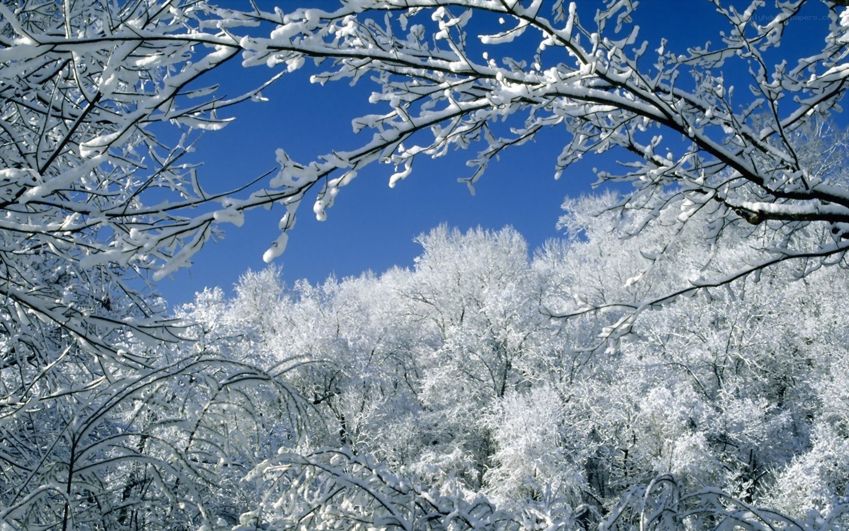Snow-covered trees in winter