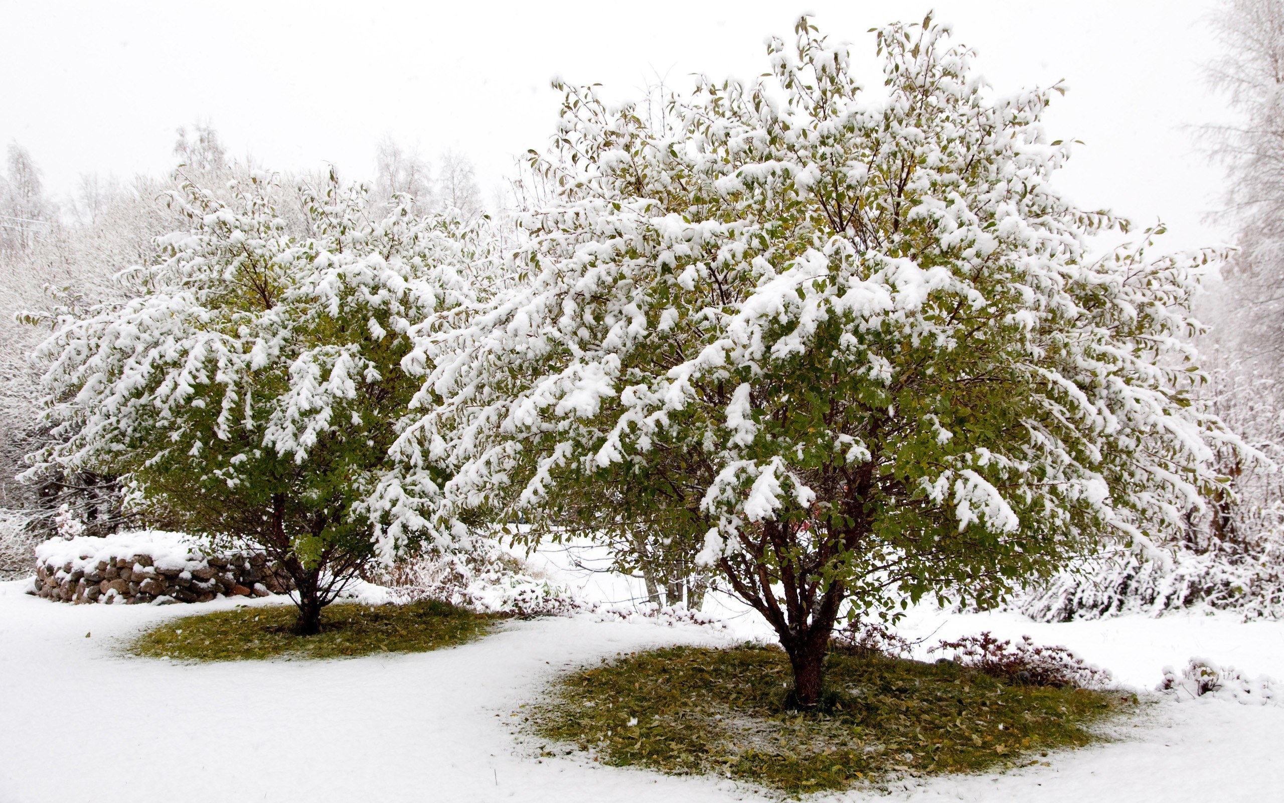 Snow-covered trees in winter