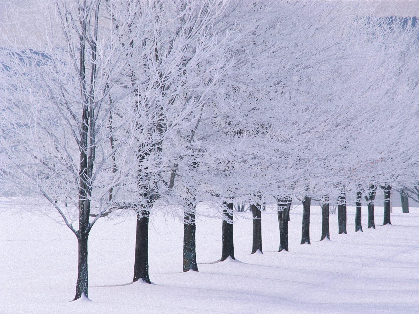 snow-covered trees in winter