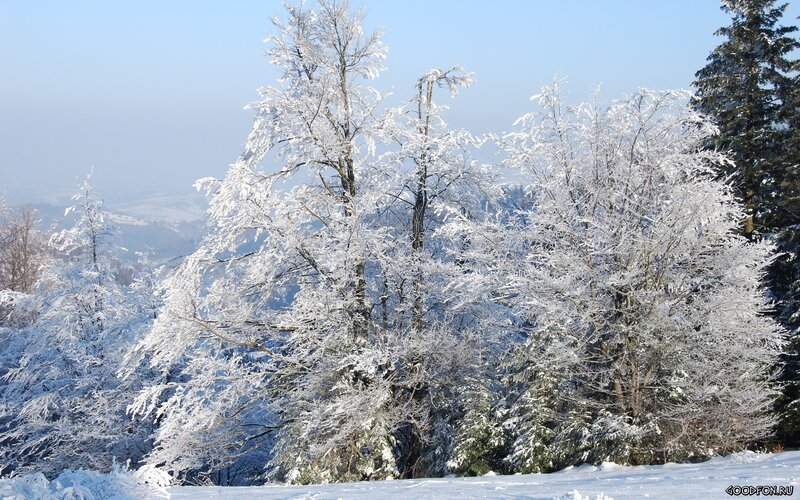 Snow-covered trees in winter