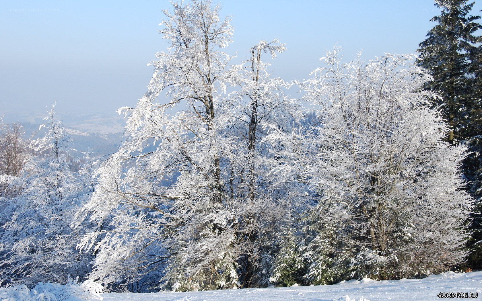 Snow-covered trees in winter