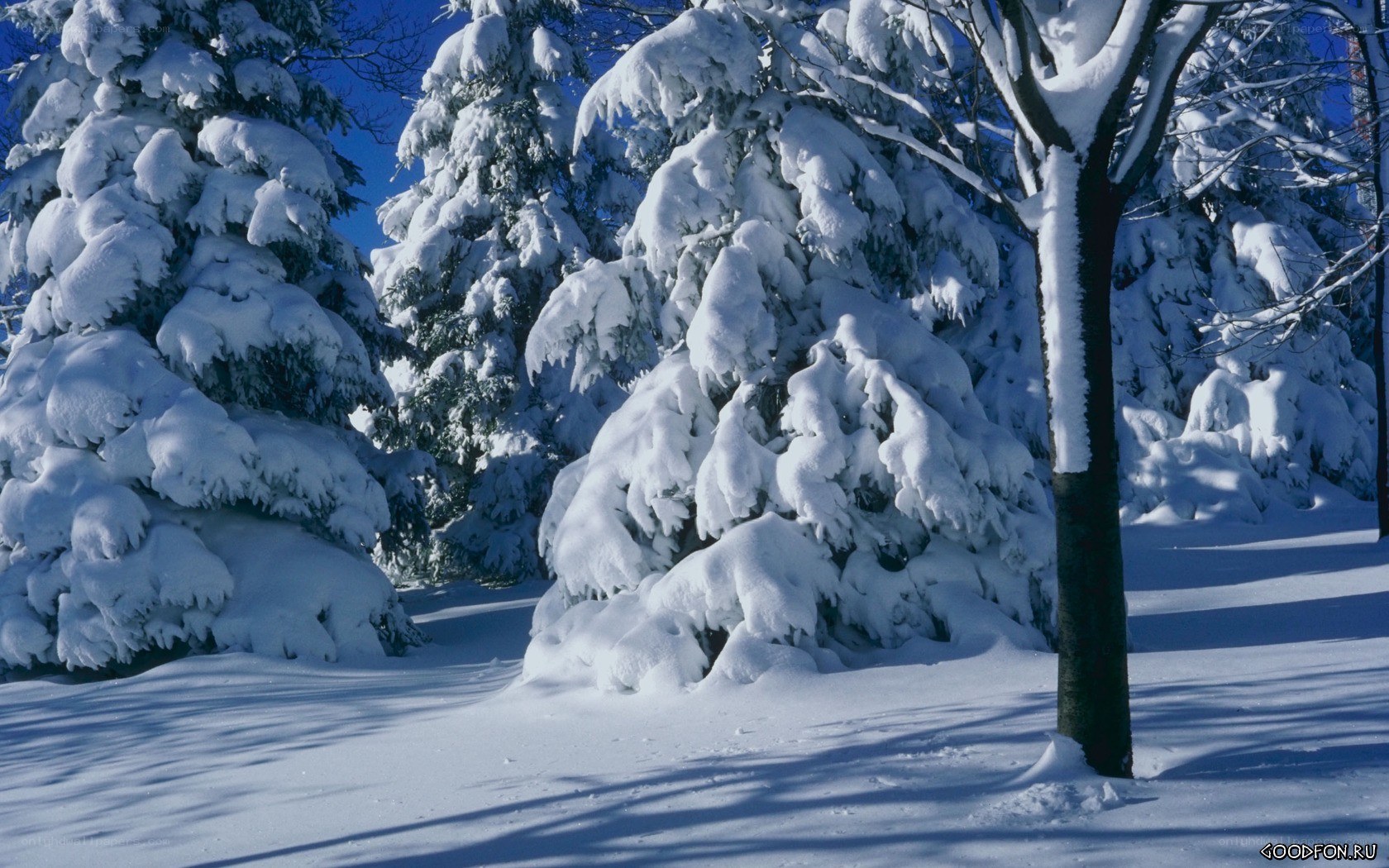 Snow-covered trees in winter