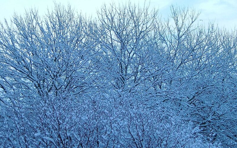 Snow-covered trees in winter