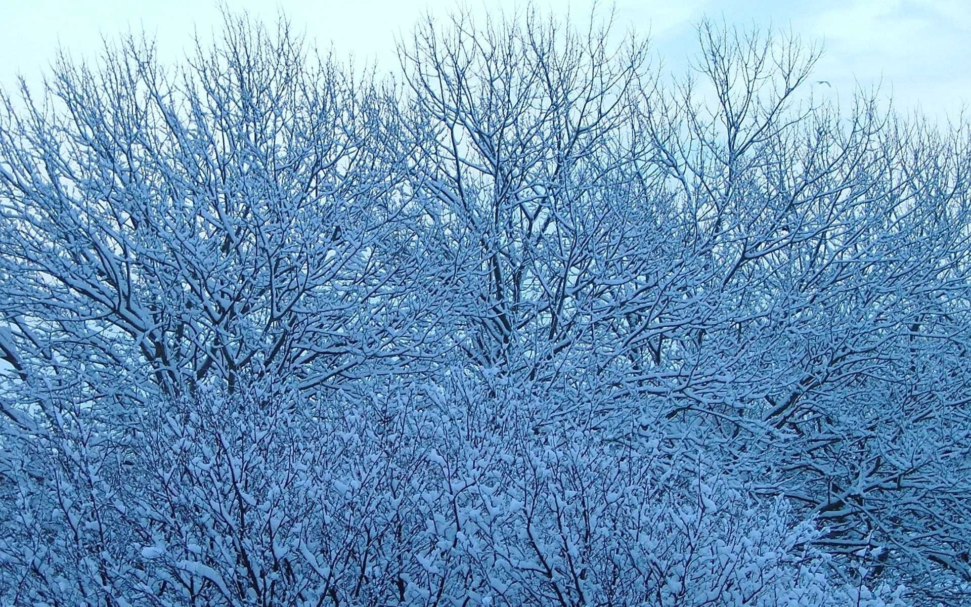 Snow-covered trees in winter
