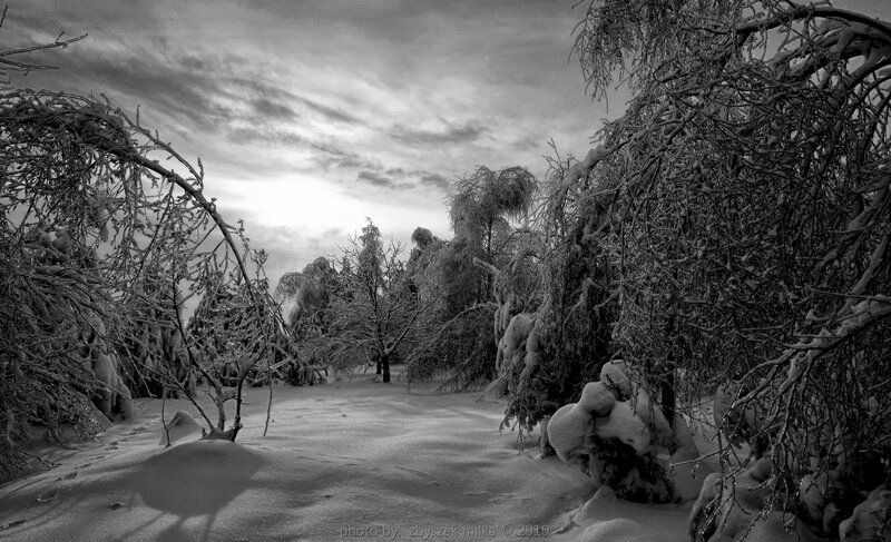 Snow-covered Trees in Winter — Black