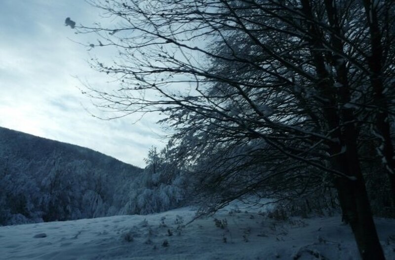 Snow-covered Trees in Winter — Blue, Cold, Photograph