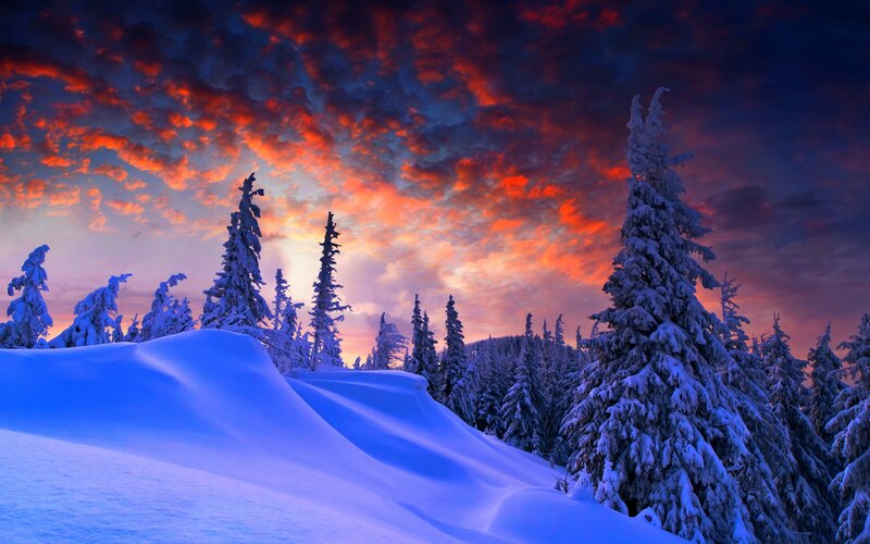 Snow-covered Trees in Winter — Blue, Dramatic, Sunset