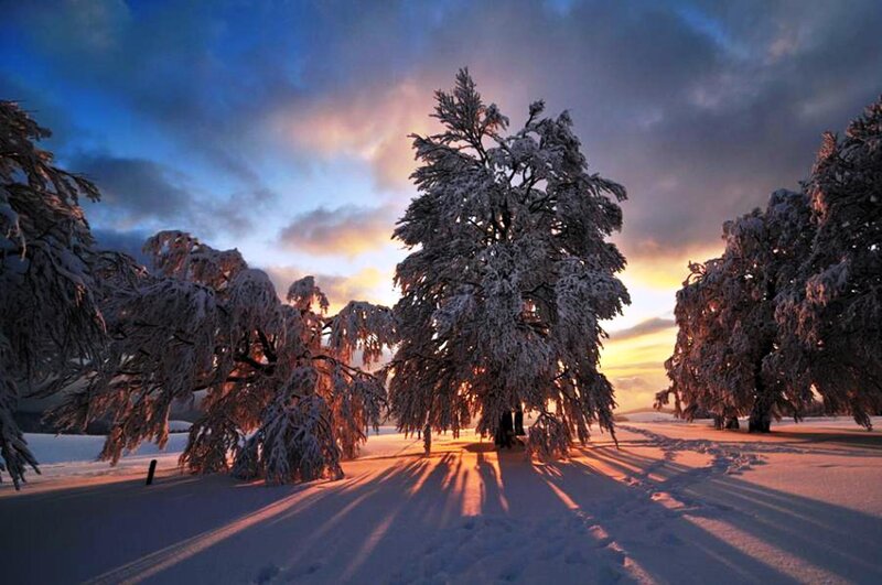 Snow-covered Trees in Winter — Blue, Dramatic