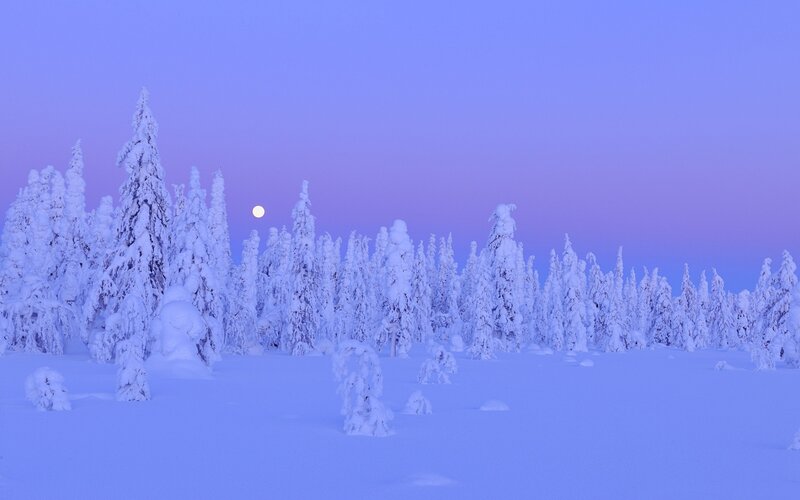 Snow-covered Trees in Winter — Blue, Serene, Night, Photograph