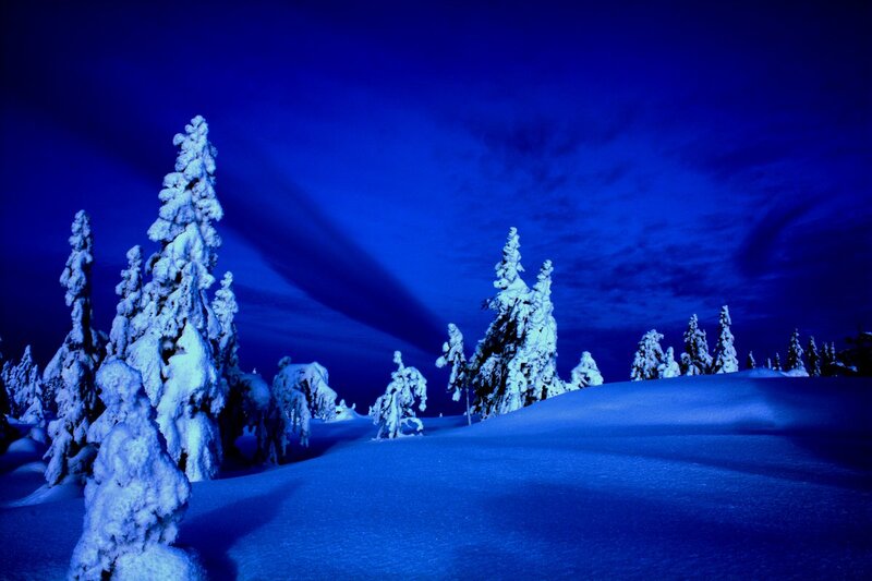 Snow-covered Trees in Winter — Blue, Serene, Night