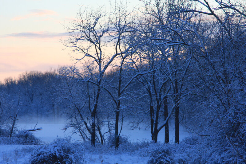 Snow-covered Trees in Winter — Blue, Serene, Photograph, Frost