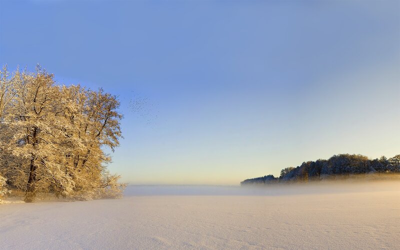 Snow-covered Trees in Winter — Blue, Serene, Photograph, Frosty Trees