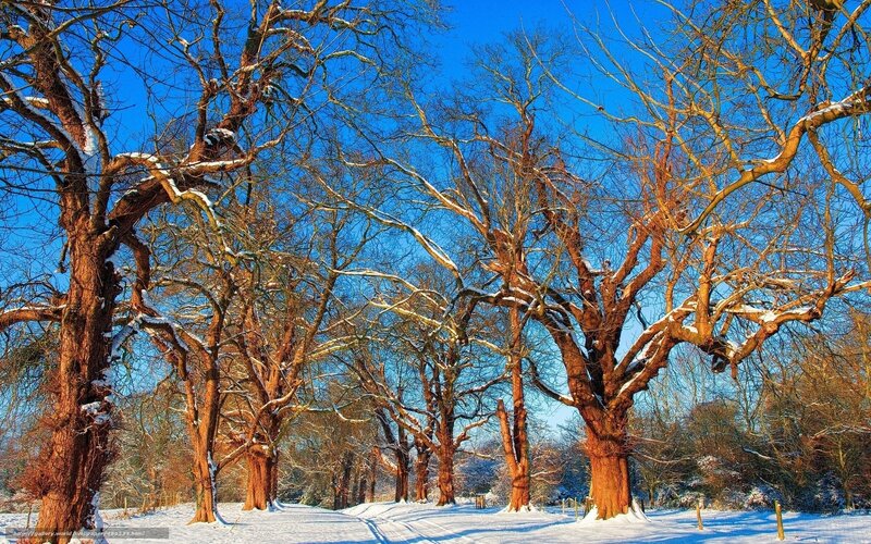 Snow-covered Trees in Winter — Blue, Serene, Photograph, Snow, Blue Sky