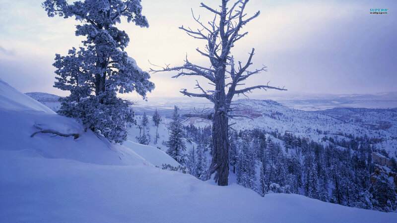Snow-covered Trees in Winter — Blue, Serene, Photograph, Snow, Mountains