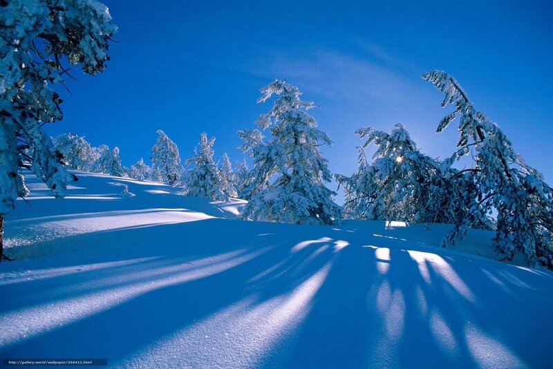 Snow-covered Trees in Winter — Blue, Serene, Photograph, Snow, Sky, Sun