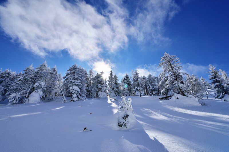 Snow-covered Trees in Winter — Blue, Serene, Photograph, Snow, Sun, Sky