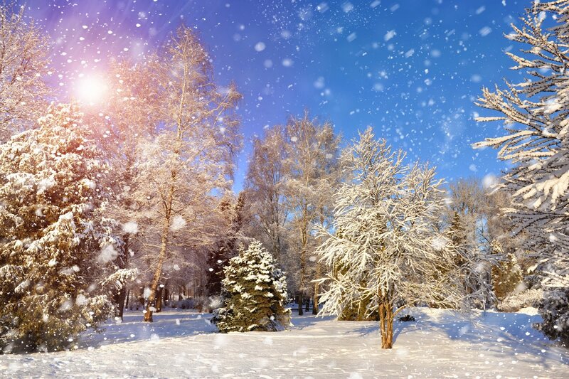 Snow-covered Trees in Winter — Blue, Serene, Photograph, Snow, Sunlight, Sky
