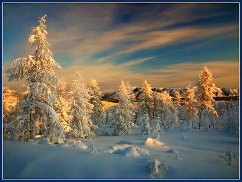 Snow-covered Trees in Winter — Blue, Serene, Photograph