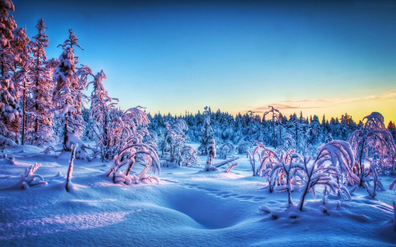 Snow-covered Trees in Winter — Blue, Serene, Sunset