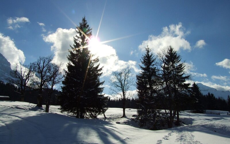 Snow-covered Trees in Winter — Blue, Serene
