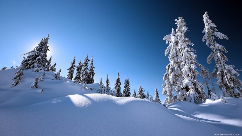 Snow-covered Trees in Winter — Blue, Sky