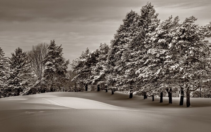 Snow-covered Trees in Winter — Brown