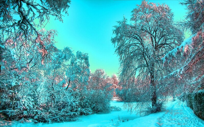 Snow-covered Trees in Winter — Cyan