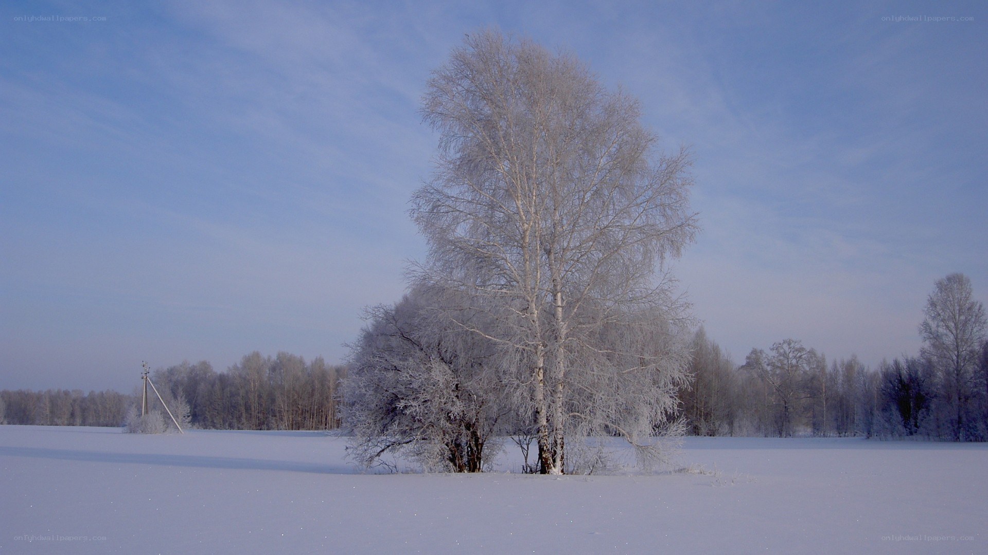 Snow-covered trees in winter field